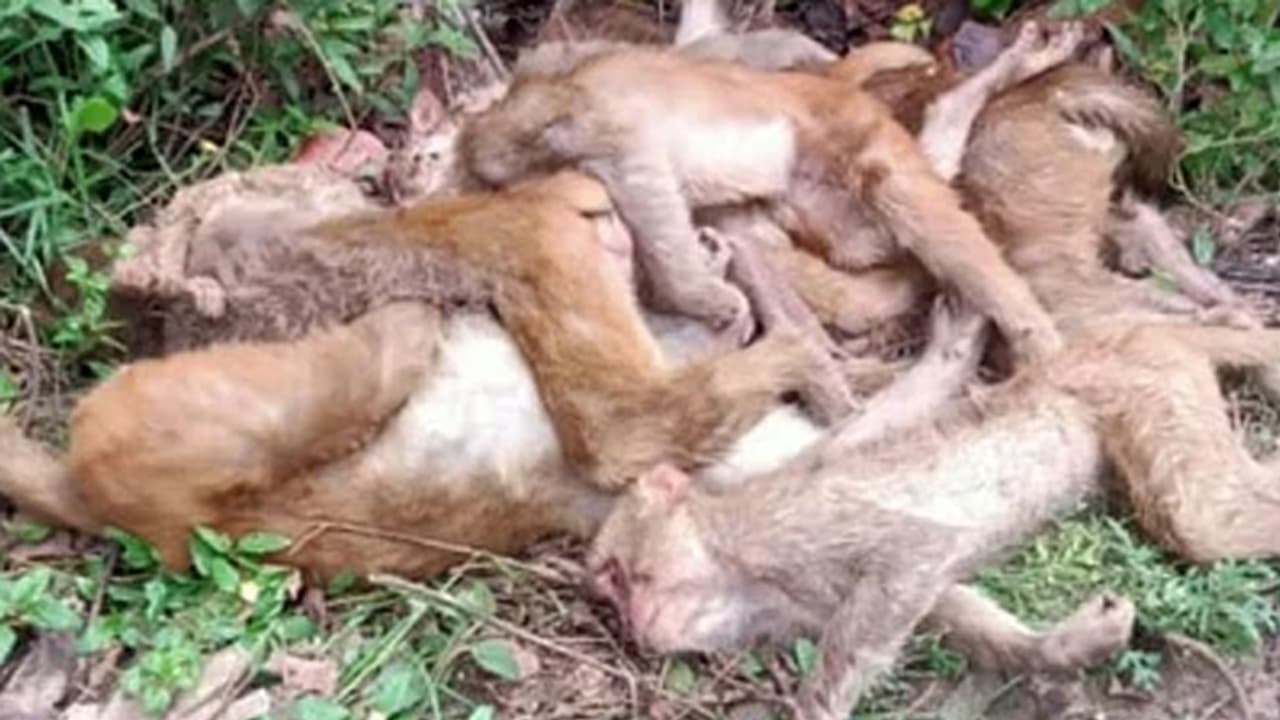 Suspicious killing of more than 50 monkeys in Bahraich Suspicious killing of more than 50 monkeys in Bahraich