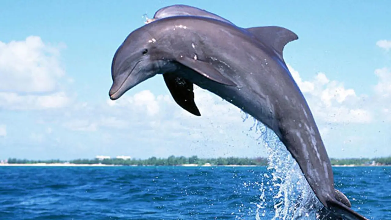 dolphins in uttar pradesh dolphins in uttar pradesh