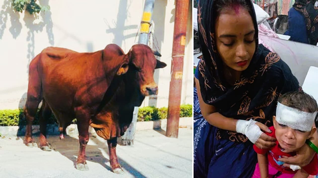 Noida Bull Attack Noida Bull Attack