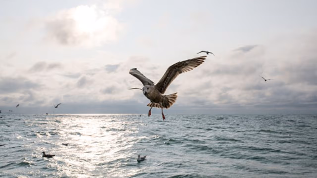 seabirds death seabirds death