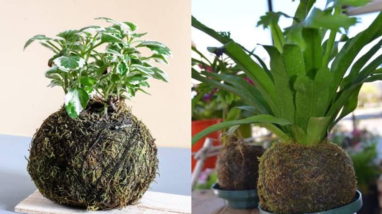 Kokedama Kokedama