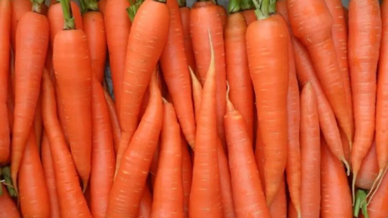 Carrot Price Today