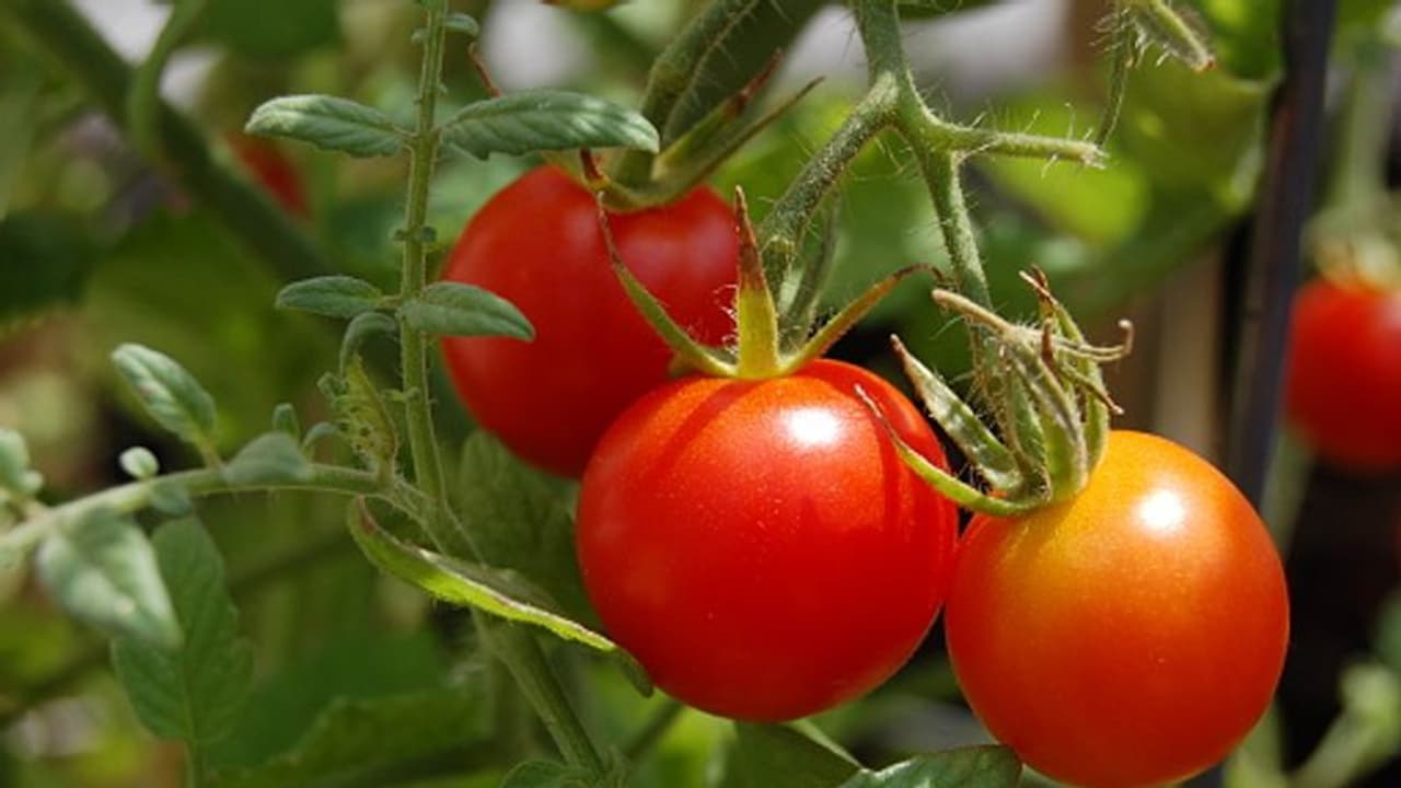 cherry tomatoes