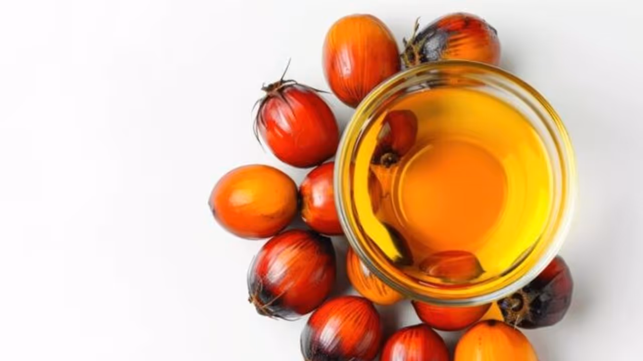 palm oil palm oil
