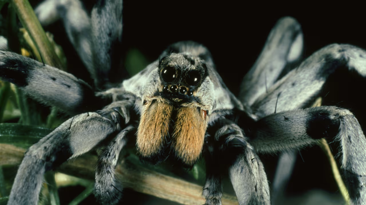 wolf spider
