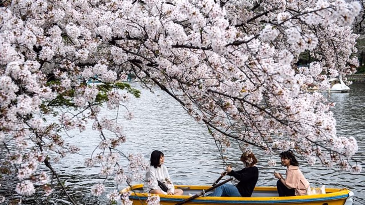 Japanese cherry blossom