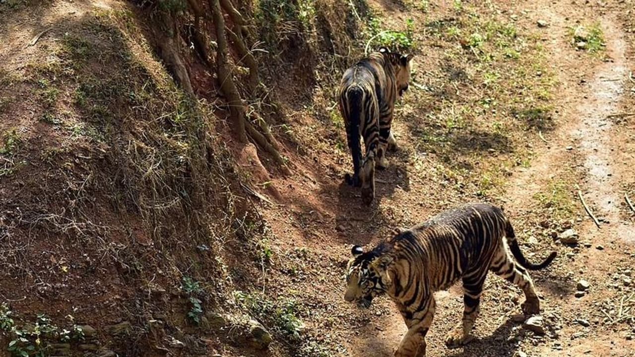 Ultra rare black tiger Ultra rare black tiger