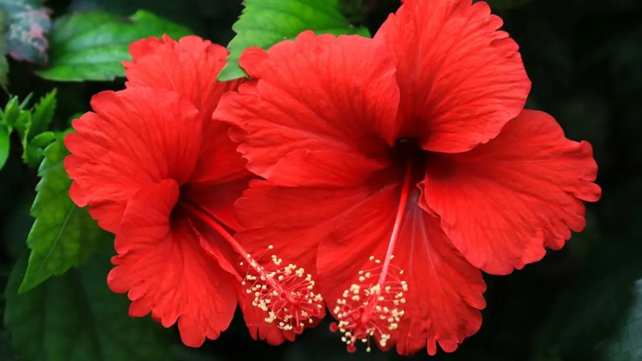 hibiscus flower
