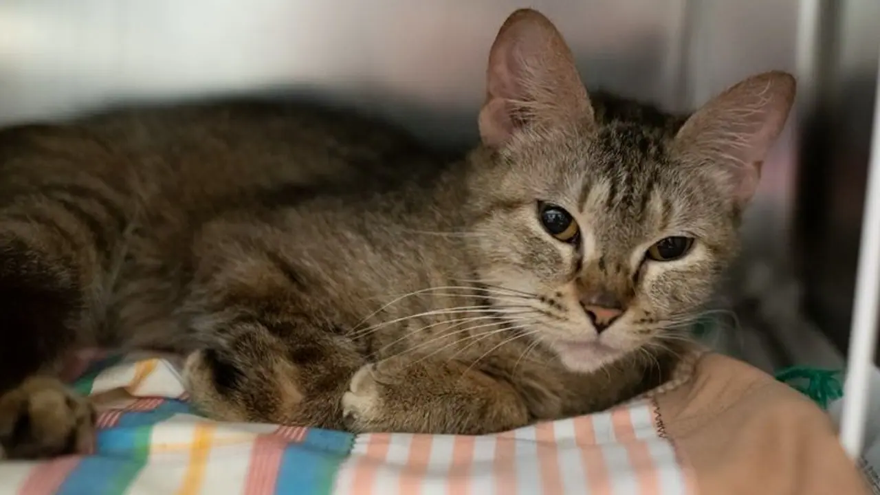 47 cats found in AC car 47 cats found in AC car