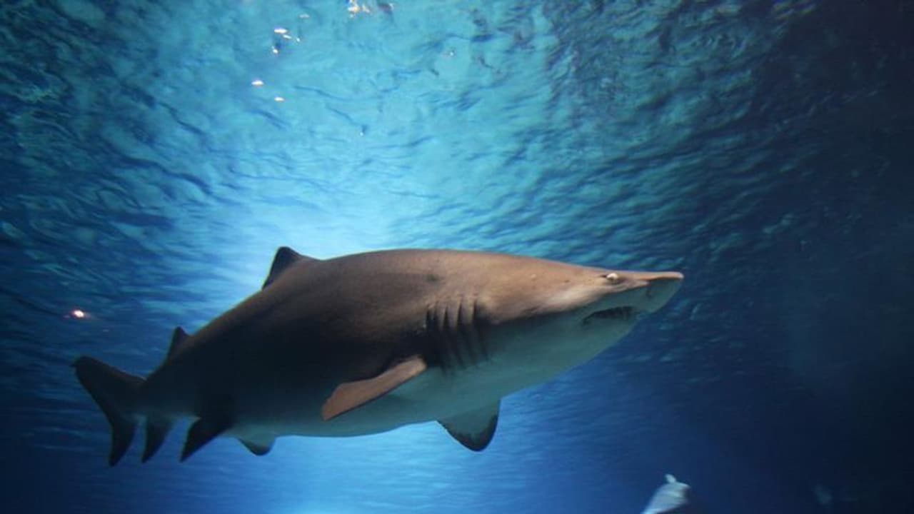 shark shark