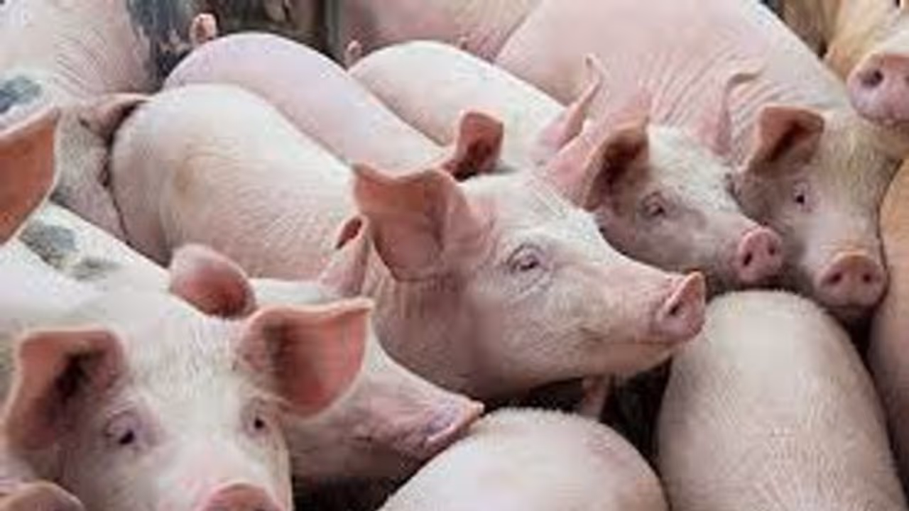 Swine flu Swine flu