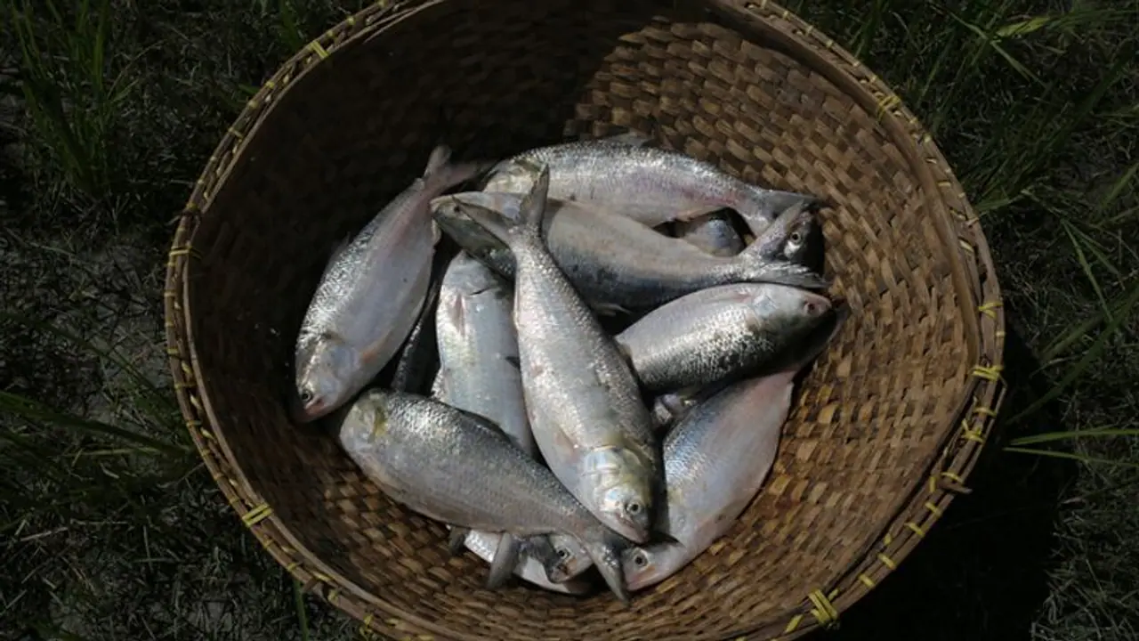 Hilsa Hilsa