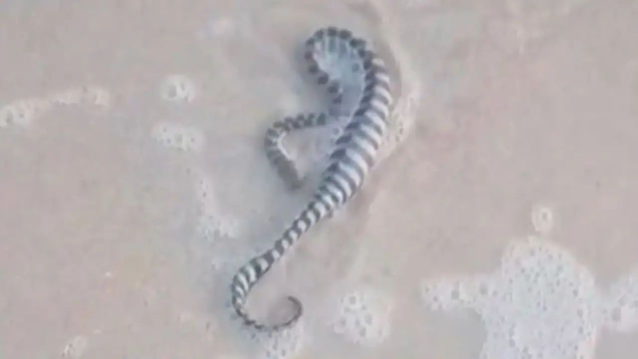 snake found in goa beach