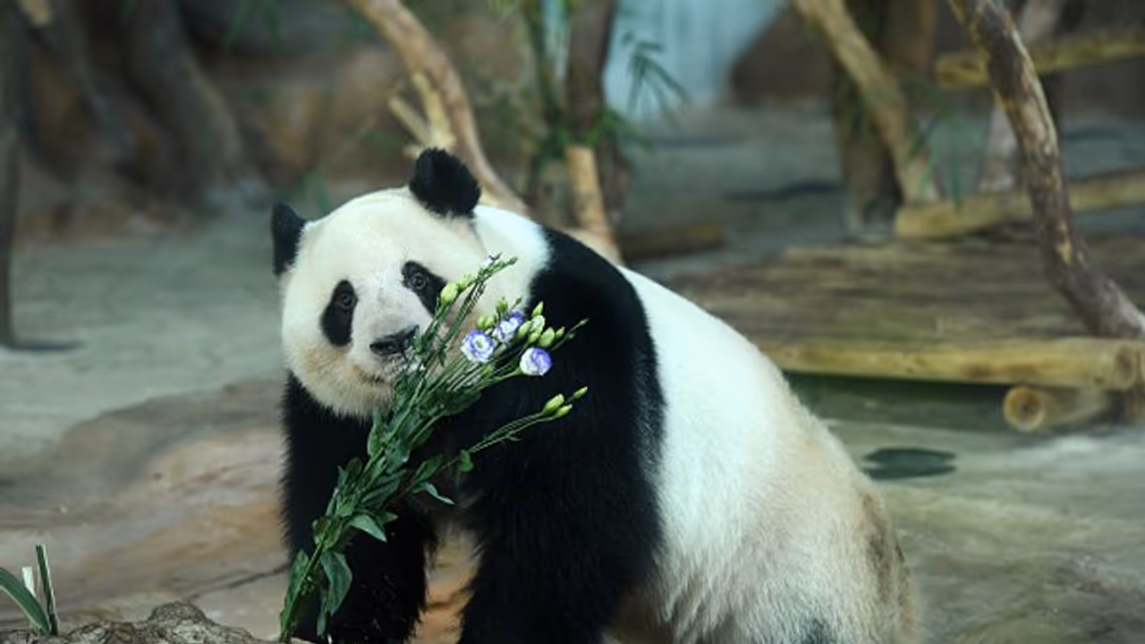 panda panda