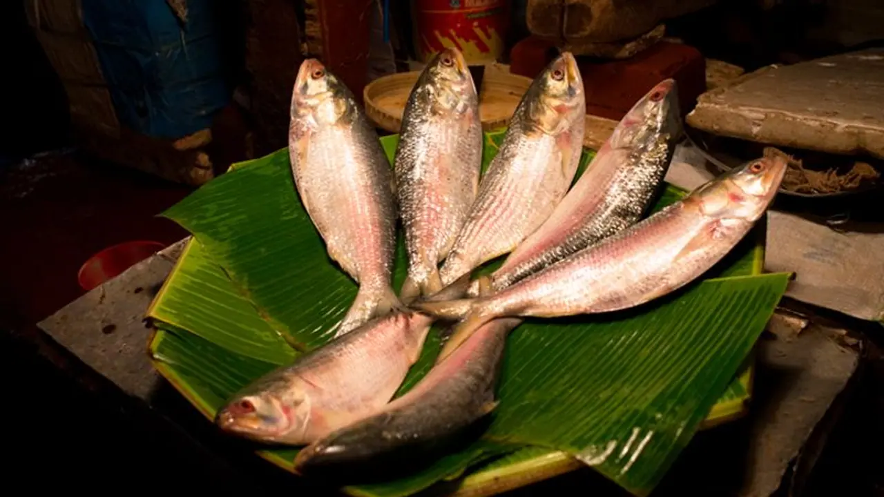 Hilsa Hilsa
