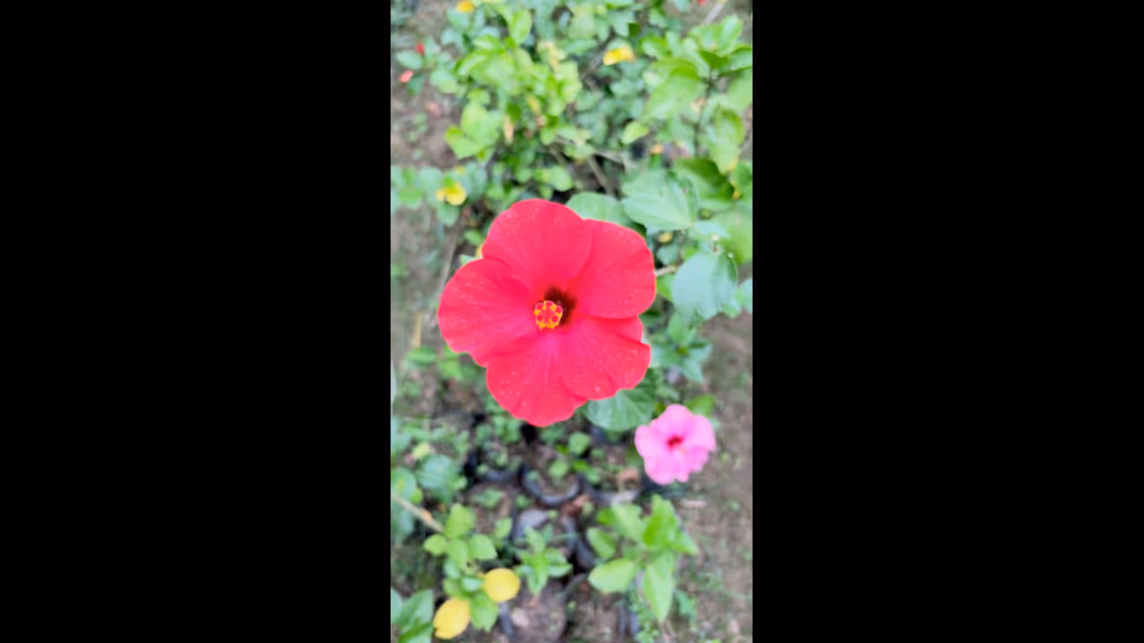 flowering plants flowering plants