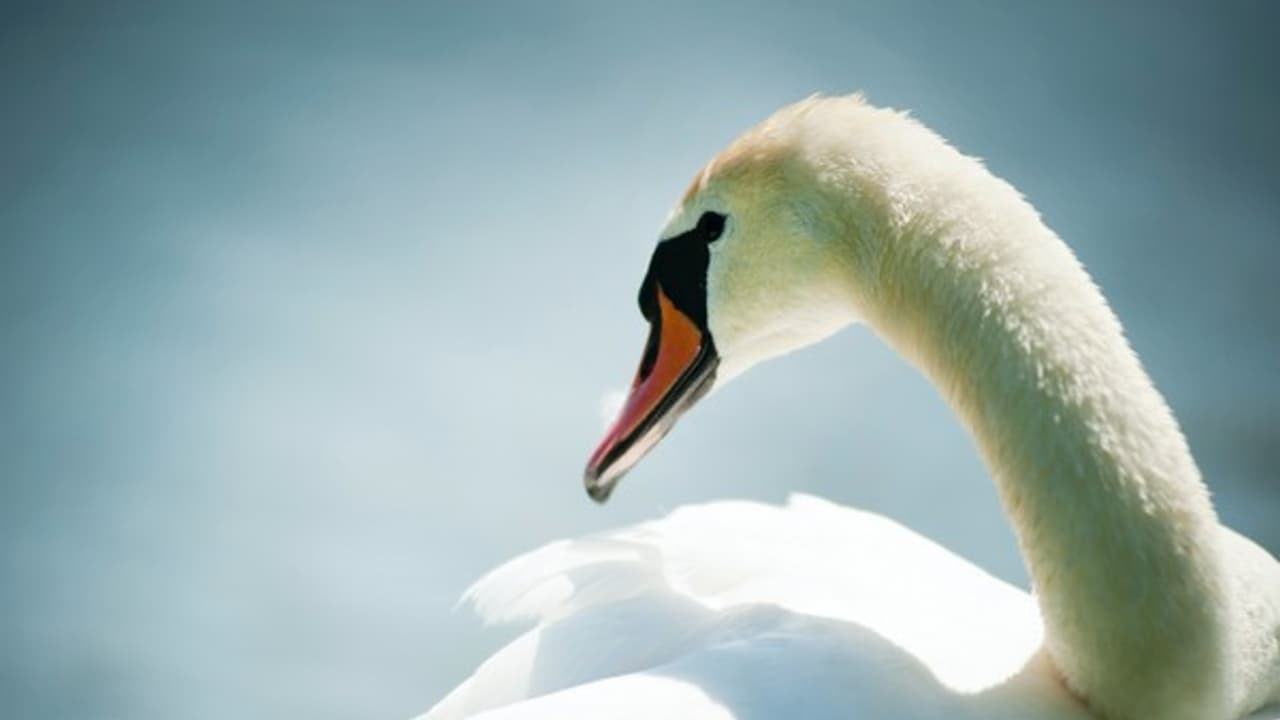 new york swan new york swan