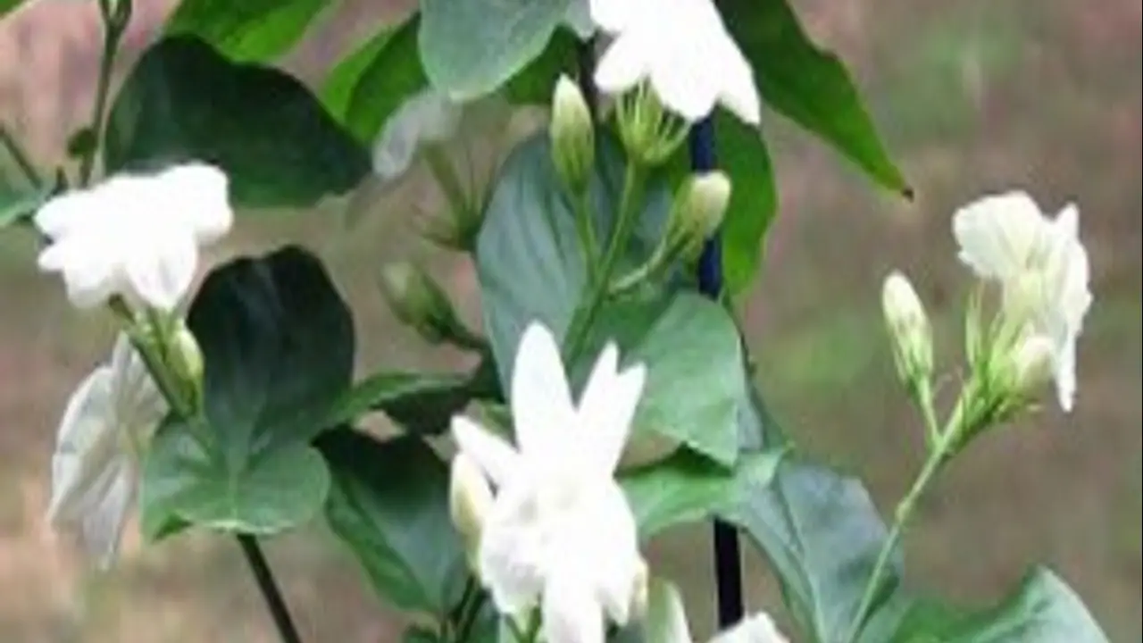 flower arabian jasmine flower arabian jasmine