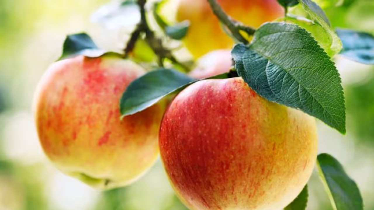apple apple