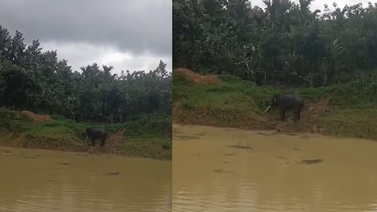 Wild Elephant Rescue Wild Elephant Rescue