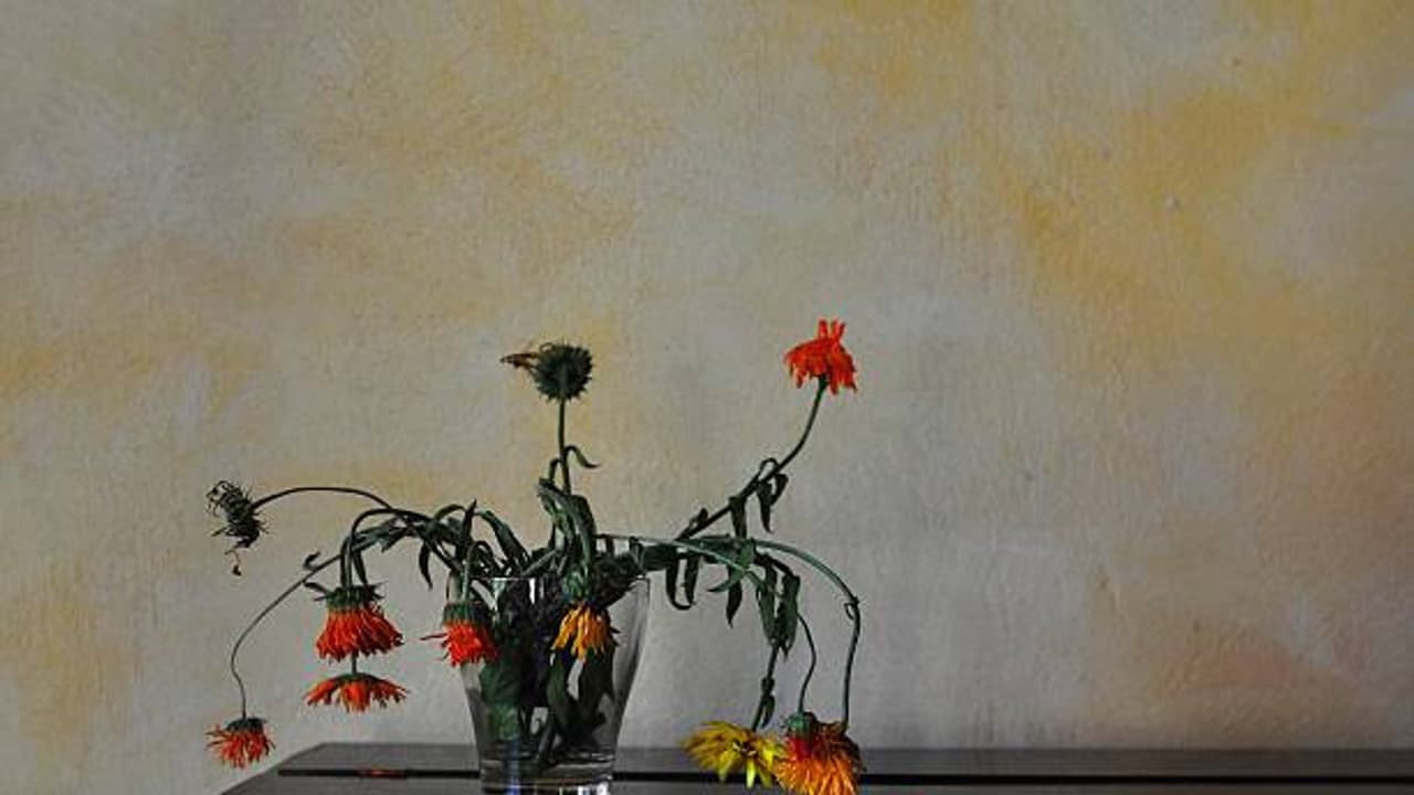 Withered Flowers Withered Flowers