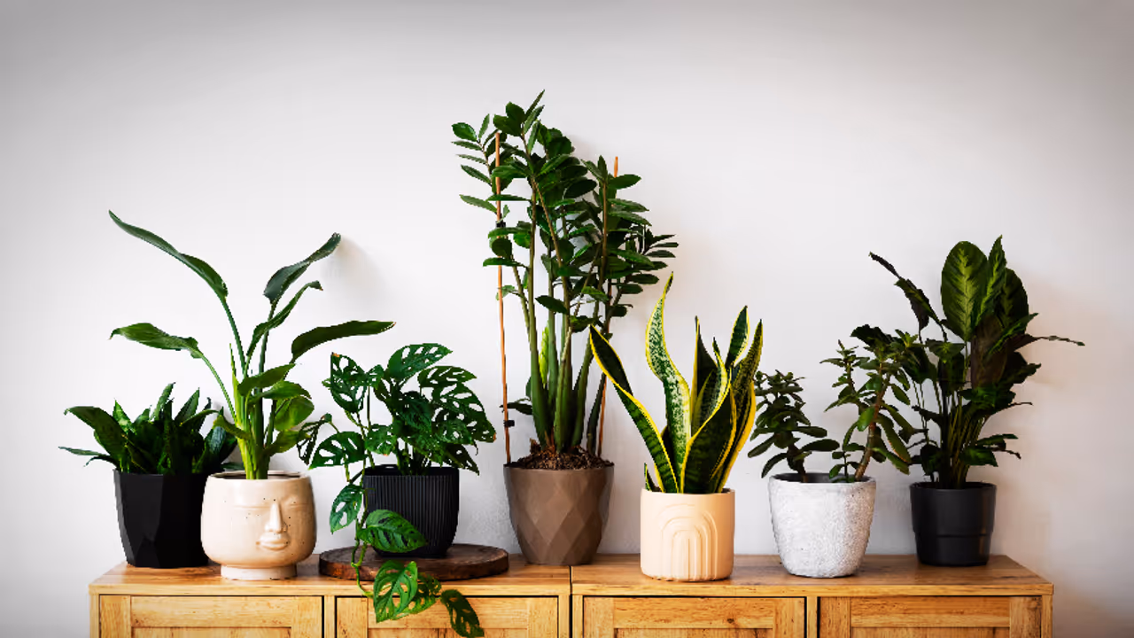 5 unlucky plants for home
