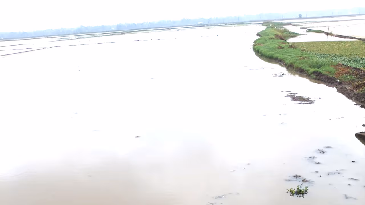 heavy rain floods upper kuttanadu paddy fields farmers fear delay in cultivation heavy rain floods upper kuttanadu paddy fields farmers fear delay in cultivation
