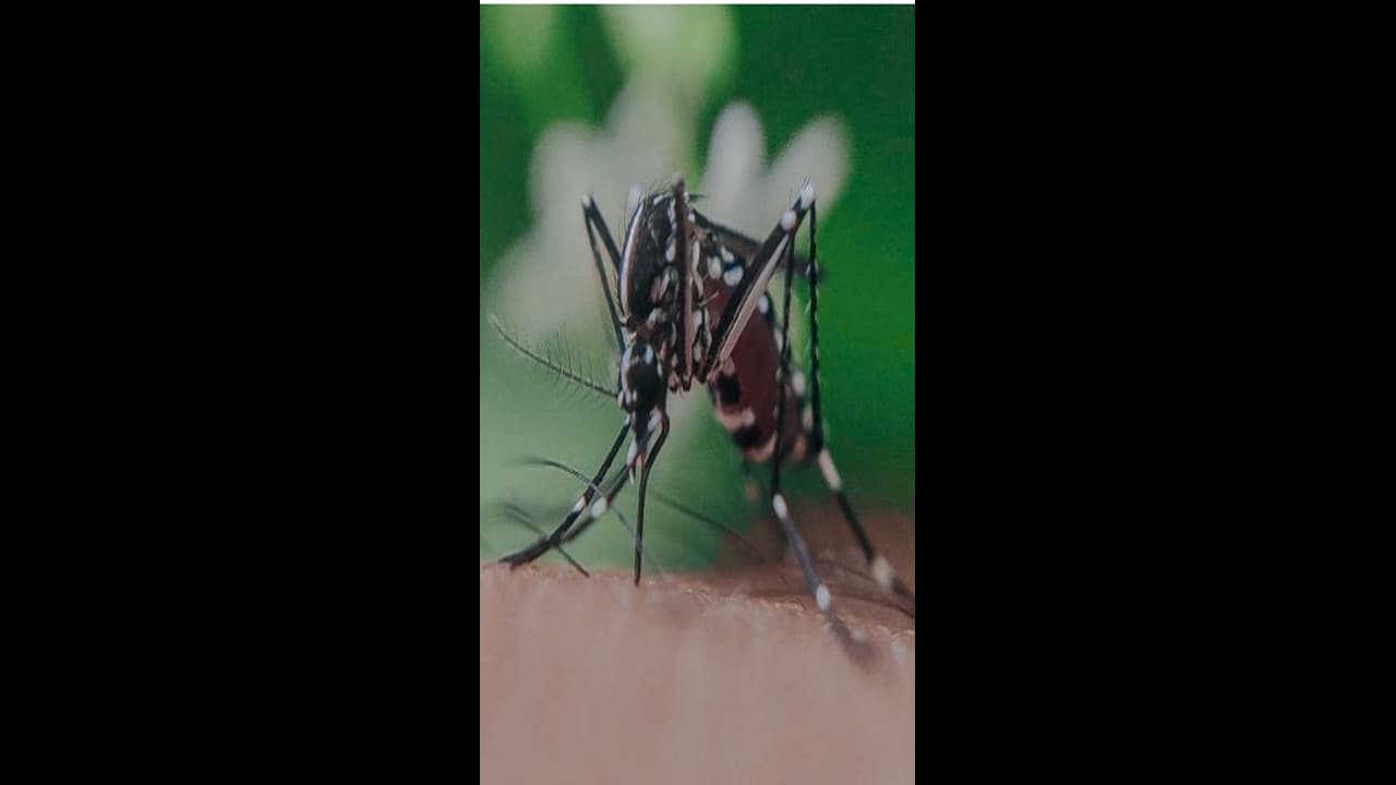 mausam maleria mausam maleria