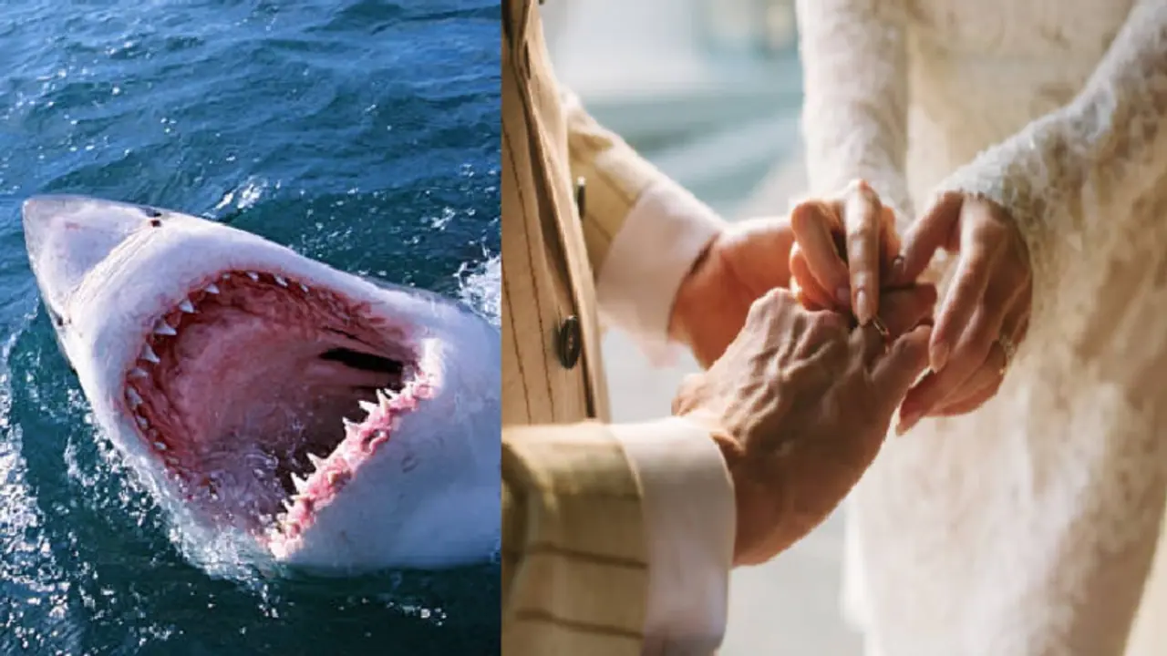 shark video shark video