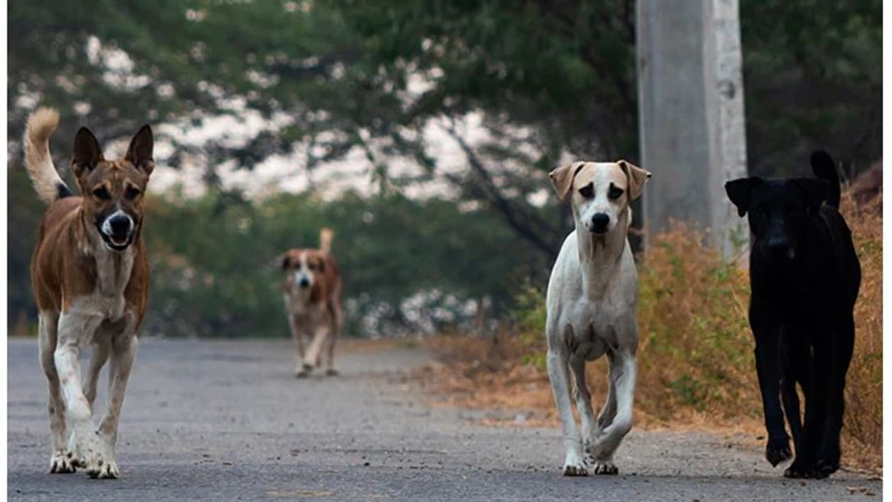 street dogs