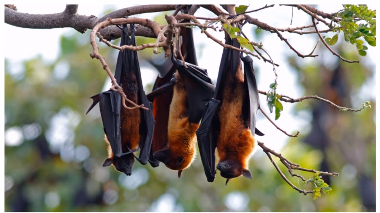 Spiritual Meaning of Bats Visiting Your Home 