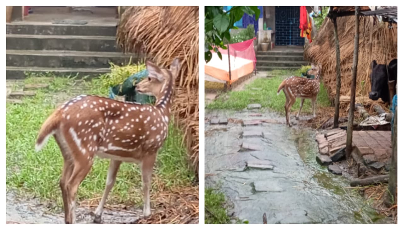 Sundarbans deer enter local village in pathar ratima bsm