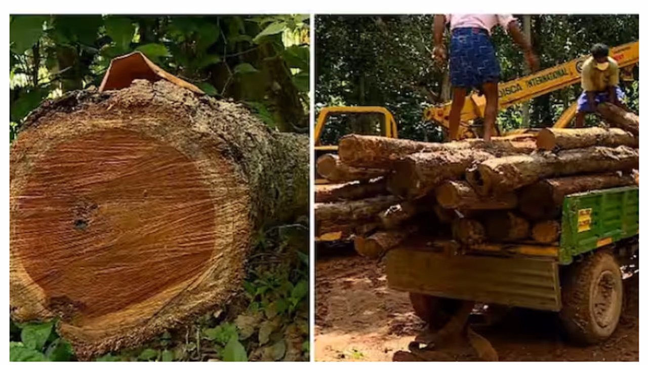 Muttil tree felling