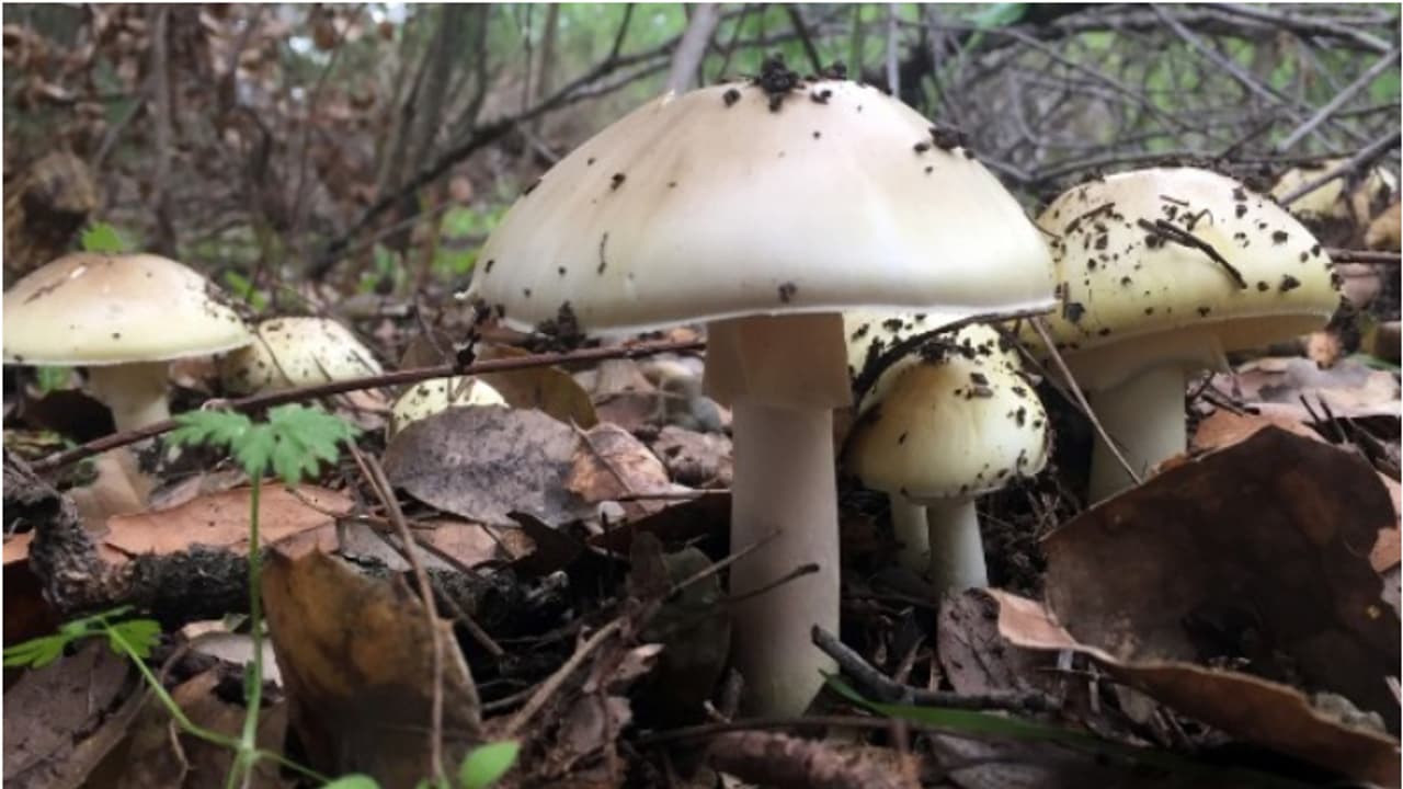 poisonous mushrooms
