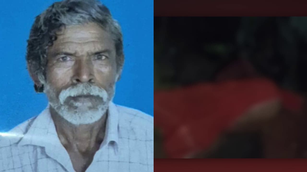 wild elephant attack death