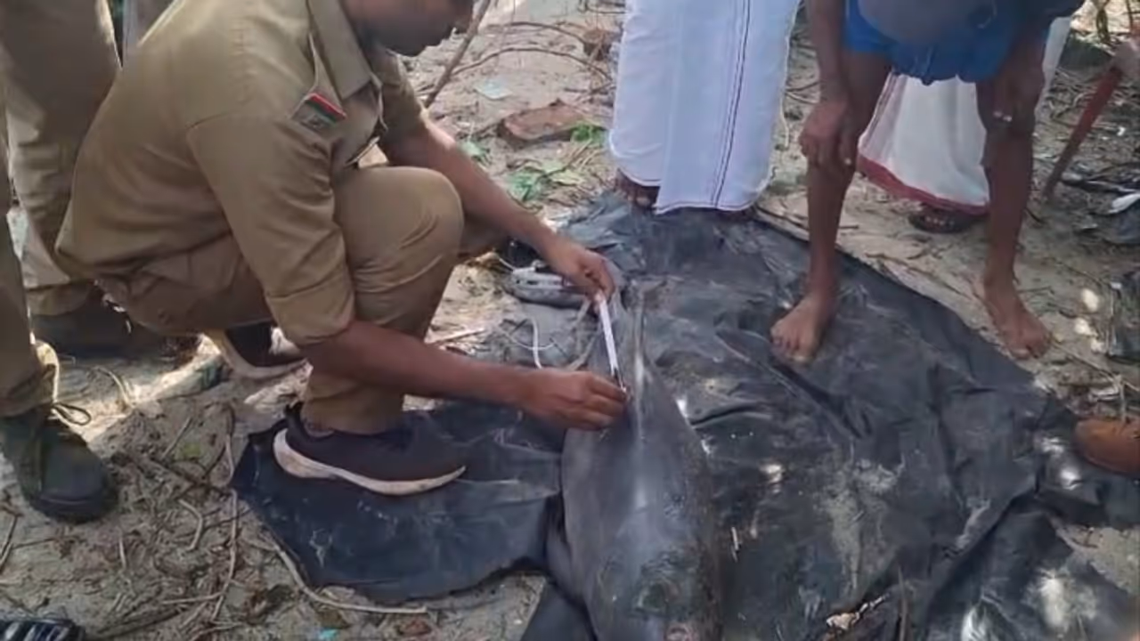 dolphin death dolphin death