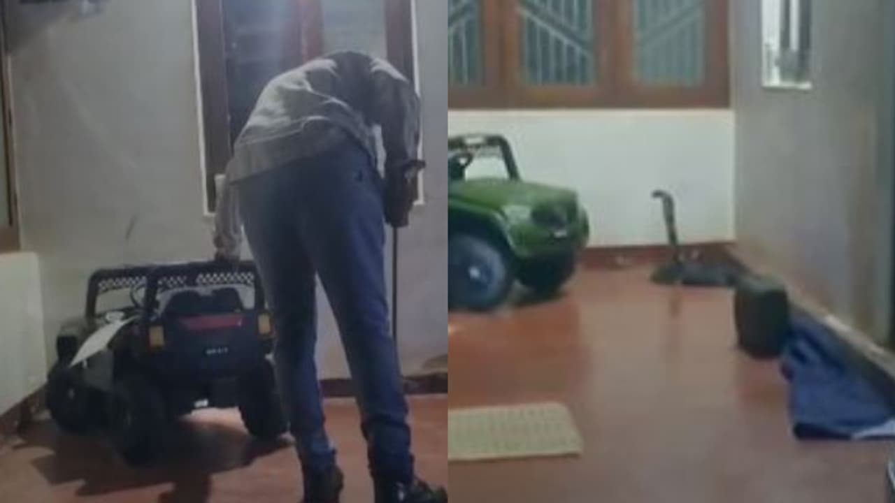 king cobra king cobra