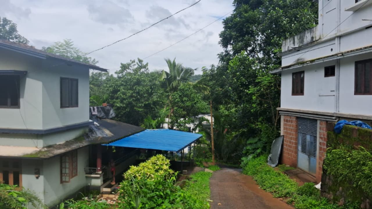 palakkad nipah palakkad nipah