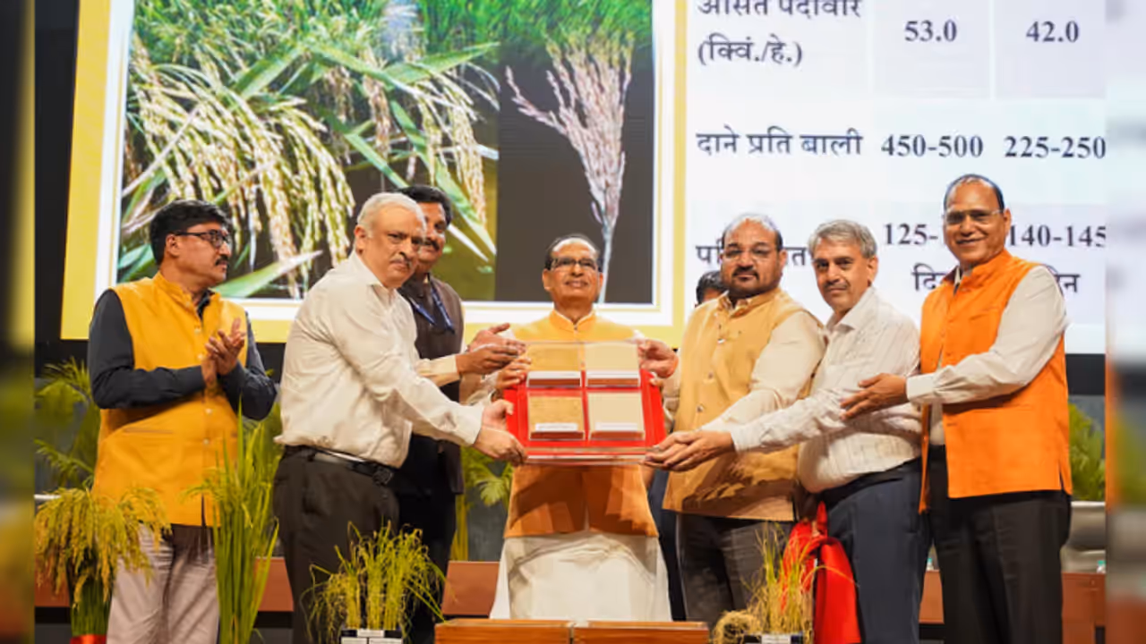 genome edited rice genome edited rice