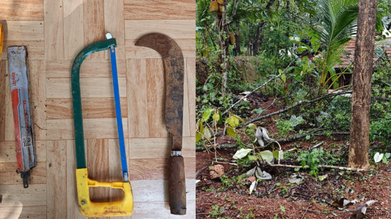 sandalwood robbery sandalwood robbery