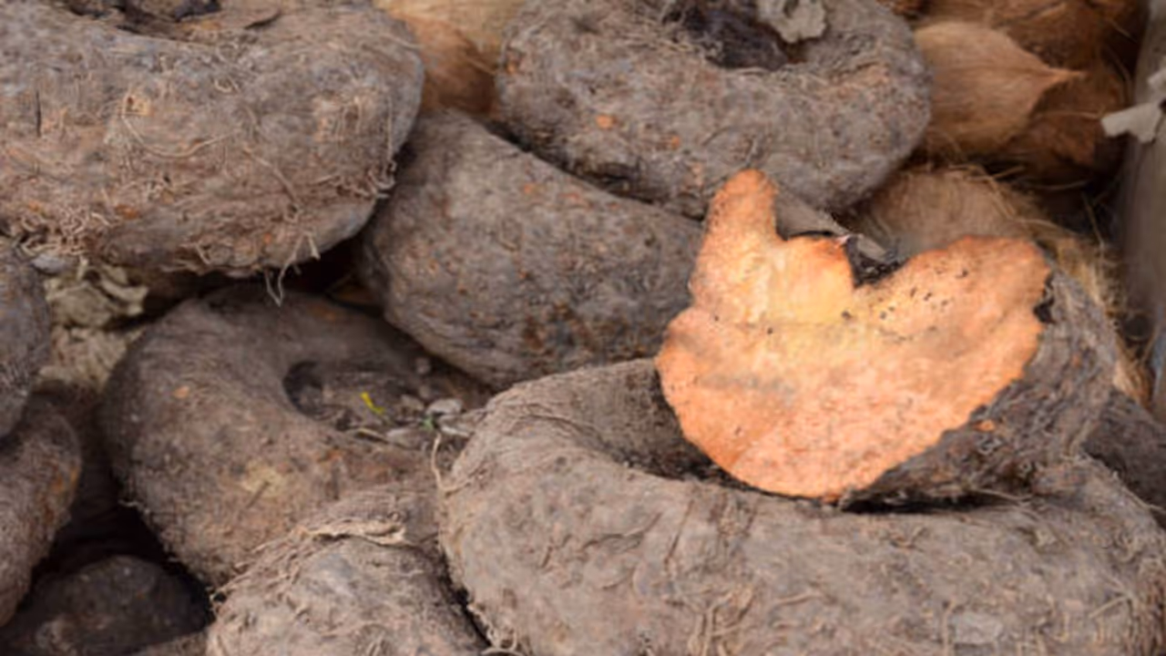 Elephant Foot Yam Elephant Foot Yam
