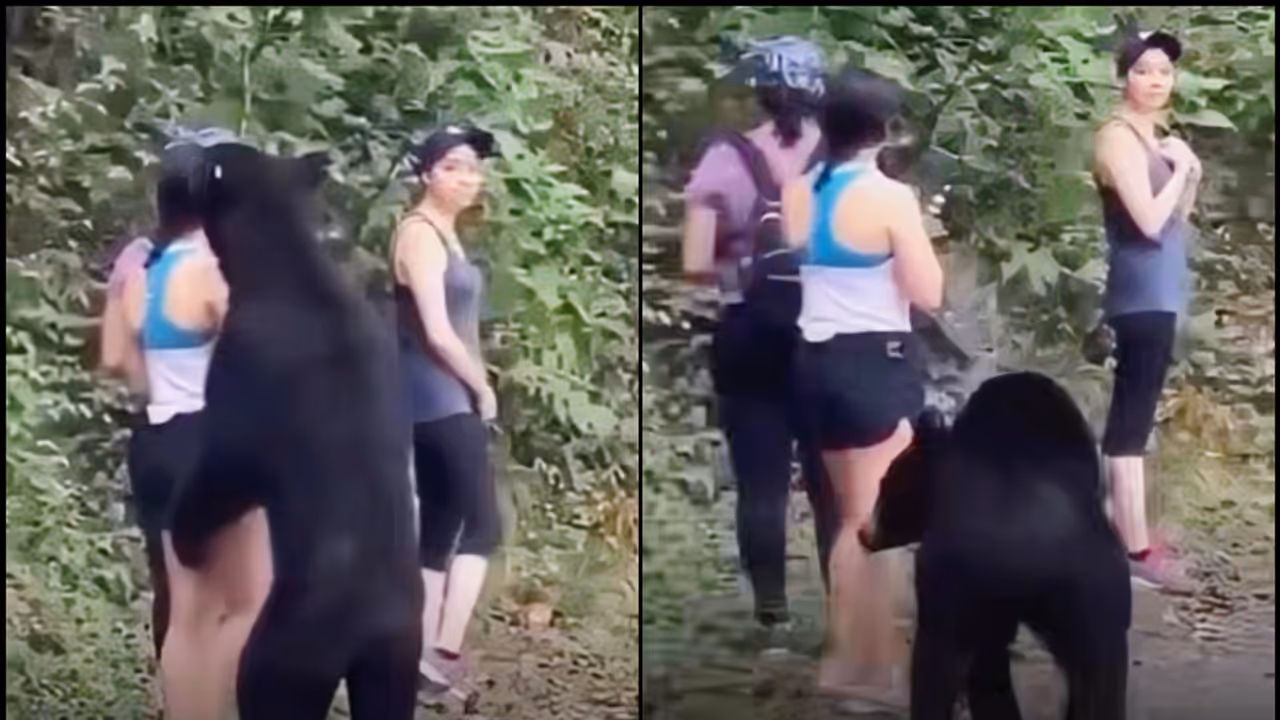 Viral Video Viral Video