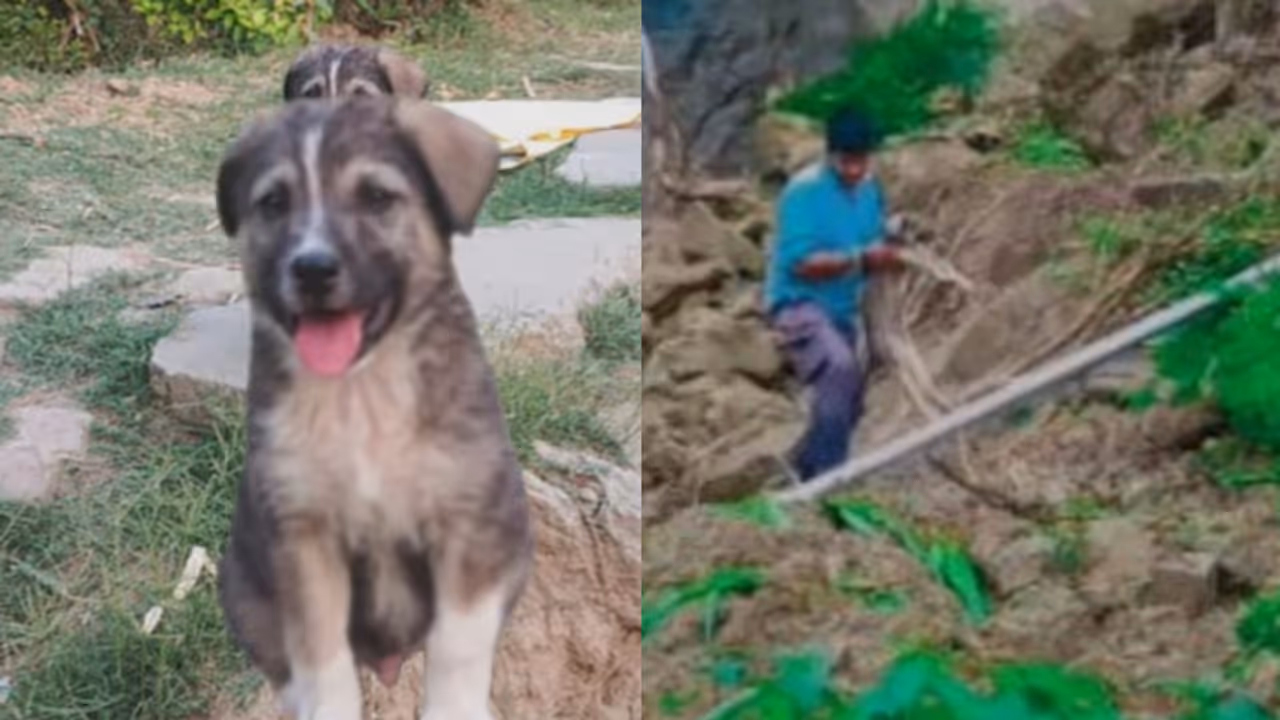 Dogs Bark Saves 67 Lives