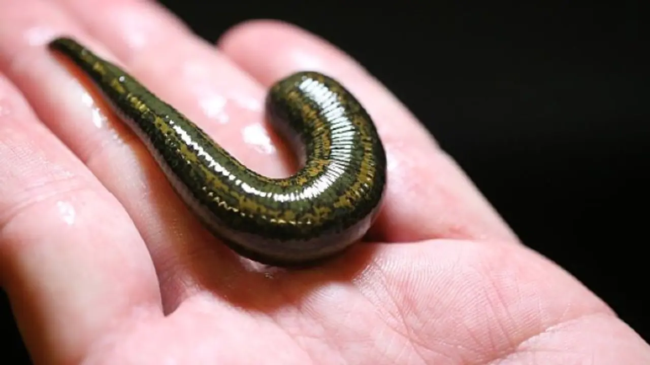 Image of Leech Image of Leech
