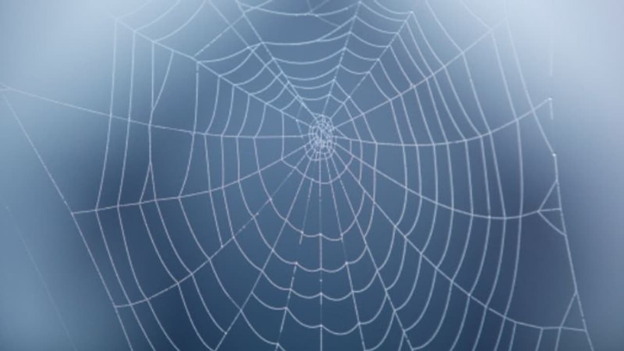 Spider web