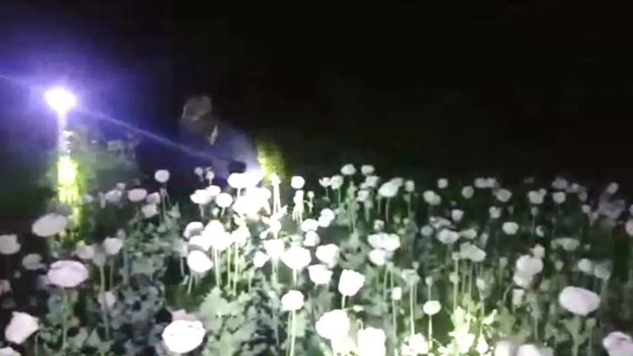 Officers strikes in illegal poppy cultivation field in Kharagpur