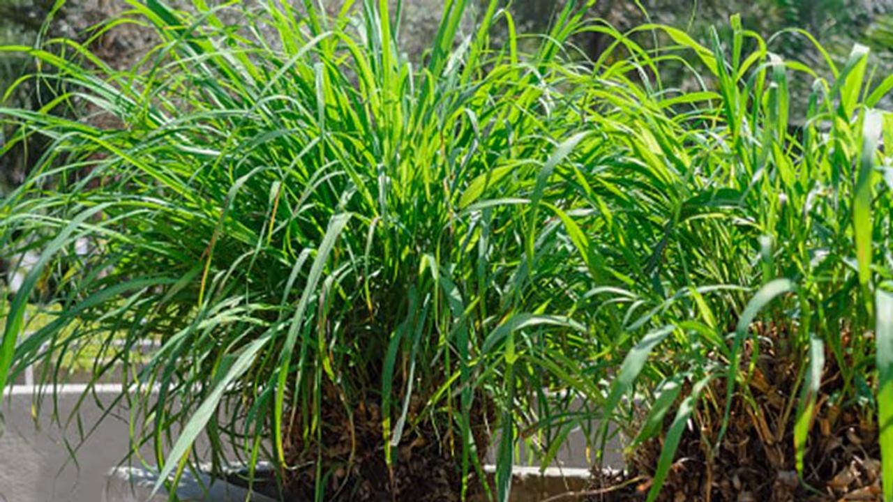 Lemongrass Plant Lemongrass Plant