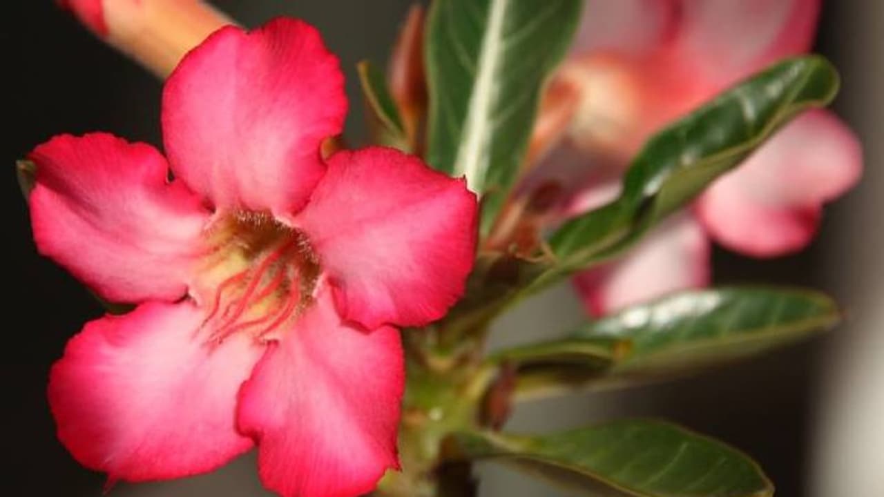Adenium Adenium