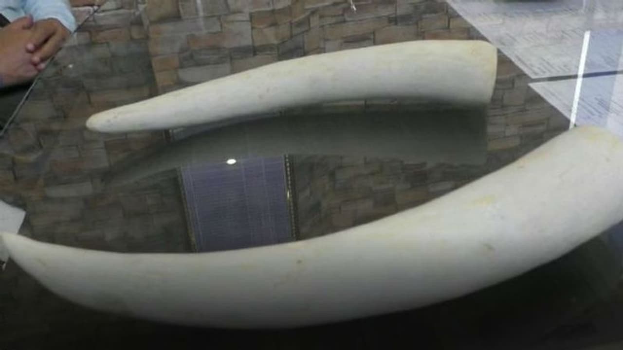 Bangla_Elephant ivory