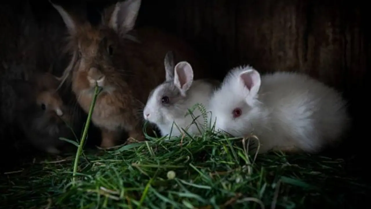 rabbit farming rabbit farming